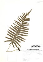 藏品(阿里山水龍骨)的圖片